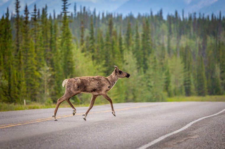 031 Alaska Highway, rendier.jpg